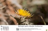 Refugio para Abejas Solitarias · 2018-02-19 · Carambolo, preparado para que aniden las abejas solitarias. Una abeja solitaria (Osmia cornuta) viene de recolectar polen para dejarlo
