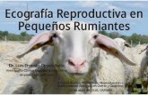 Ecografía Reproductiva en Pequeños Rumiantes · 2016-04-22 · Ecografía Reproductiva en Pequeños Rumiantes X Curso Teórico-Práctico de Reproducción e Inseminación Artificial