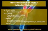 Procesos de división celular: Mitosis y Meiosis · 2018-01-25 · La meiosis, y la gametogénesis posterior, generan variabilidad. Para lo cual intervienen dos mecanismos: Combinación