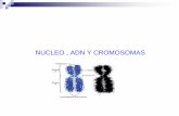 NUCLEO , ADN Y CROMOSOMAS - WordPress.comcromosomas de una célula corporal somática y representa en número completo de cromosomas que identifica a la especie. Cada especie de organismo