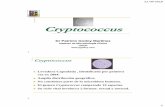 Importância do Gênero Cryptococcus na Medicina Contemporânea.pgodoy.com/wp-content/uploads/2019/09/Crptococcus-y-Candida-auris... · Meningitis o meningoencefalitis subaguda son