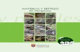 de Pamplona bios y reptiles ep de Pamplona pt ti nﬁbios y ... reptiles_0.pdf · alpino (Mesotriton alpestris) y la rana ágil (Rana dalmatina), y cinco como “de interés especial”: