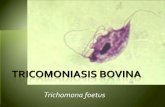 Trichomona foetus - FMVZ - UANL - Facultad de Medicina ... · En la hembra el primer síntoma es la inflamación de la vagina. ... extensamente elaboradas por la industria y algunas