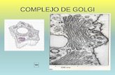 COMPLEJO DE GOLGI - Juventud Médicajuventud-medica.weebly.com/uploads/2/1/2/2/21229712/golgi.pdfa membrana; transporte cotraduccional de proteínas hacia el interior de la membrana
