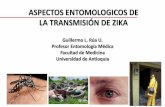 Presentación de PowerPoint · 2016-03-02 · INTRODUCCIÓN VECTOR: ARTRÓPODO QUE TRANSMITE UN AGENTE PATÓGENO (VIRUS, BACTERIA, PROTOZOO, FILARIA) DE UNA PERSONA A OTRA Aedes aegypti