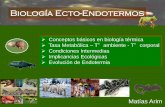 Biología Ecto-Endotermos · Condiciones Intermedias Endotermia Parcial 1) Endotermos pequeños, reducen su metabolismo Estacional o diariamente en respuesta a bajas temperaturas,