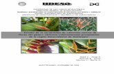 Estudio de la variabilidad de cultivares nativos de flores ... · “ Estudio de la variabilidad de cultivares nativos de flores del género Heliconia (Heliconiaceae) provenientes