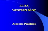 ELISA WESTERN BLOT - WordPress.com · Estudiar perfil de citocinas en modelos experimentales. Diagnóstico: Prueba confirmatoria de VIH Se emplea como prueba definitiva de la encefalopatía