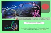 Presentación organizada con fines didácticos por José ... · ARN Polimerasa o transcriptasa de E. coli • En bacterias, existe una ARN polimerasa capaz de sintetizar todos los