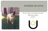 Dra Patricia Koscinczuk Montevideo -2013-rednacionaldeveterinarias.com.uy/articulos/laboratorio/analisis_de_orina.pdf · Mantener el volumen y composición de los líquidos corporales