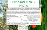 etiqueta flor + fruto - ECODAGO · 2019-06-04 · Favorece asímismo la fase de engorde del fruto. La asociación equilibrada de molibdeno y boro favorecen la fertilidad del polen