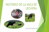PASTOREO DE LA VACA DE LECHERA - Buiatría Ecuador...Baja utilidad por litro producido vs. el costo de la inversión La alimentación en base a praderas es un factor determinante en