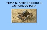 TEMA 5: ARTRÓPODOS II. ASTACICULTURA · INTRODUCCIÓN Existen unas 30.000 sp de crustáceos: langostas, cangrejos de rio, camarones, pulgas de agua, percebes… La mayoría de movimientos