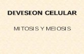 DIVISION CELULAR - Clases Particulares 092686953...DIVISION CELULAR MITOSIS Y MEIOSIS MITOSIS. • División celular simple. • Realizada por las células somáticas. • Se originan