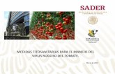 MEDIDAS FITOSANITARIAS PARA EL MANEJO DEL VIRUS … Tomato/MedidasFitosanitarias.pdfb) 94 claves de combinación de tomate (1 de plantas, 1 de plántulas y 92 de semillas); c) 105