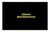 Género Mycobacterium · cercanos manifiestan necrosis caseosa 6 semanas después: una segunda inoculación intradérmica del bacilo de Koch 2 días después: induración-ulceración