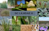 SC LILIIDAE II - UNLPy selvas higrófilas SUBFAMILIA PANICOIDEAE Articulación raquilla por debajo de las glumas Anatomía foliar C 4 Espiguillas apareadasSubleñoso Herbaceo bifloras