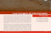 TEORÍA - revistaboletinbiologica.com.ar (40)2.pdf · conocimiento de los hongos ya existía. La observación a "ojo desnudo" era suficiente para distinguir qué hongos comer y cuáles