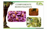 Investigacion Proyecto Mas bosques Carlos Mejia · 1. Establecimiento de línea base en relictos de bosques secundarios del Municipio. Monitoreos en diversidad: Aves Plantas Hormigas