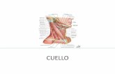 CUELLO - Webnodefiles.materialkinesiologia.webnode.cl/200000005-3c2953d236/ANTOMIA... · Cuello • Cilindro que une la cabeza con el tronco. • A: borde inferior mandíbula a parte