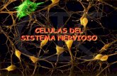 CELULAS DEL SISTEMA NERVIOSO - Biología 10 y 11 Grado ...mariagonzalezu.weebly.com/uploads/6/3/2/2/6322285/laneurona1... · •consiste en el aumento de la permeabilidad para el