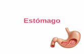 EstómagoArteria gástrica derecha (pilórica) rama de la arteria hepática propia. Las arterias gástrica derecha e izquierda se anastomosan en la curvatura menor del estómago. Arteria