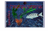 Llibre per a la Web · 2012-03-12 · detritívors, i les seves praderies són un lloc de posta, de reproducció i/o de reclutament per a moltes d'espècies animals (peixos, mol.luscs,