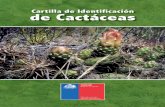 Cartilla de Identificación de Cactáceas · 2 BIOLOGÍA Los cactus son aquellas plantas suculentas con espinas que pertenecen a la Fami-lia Cactaceae, cuya característica de las