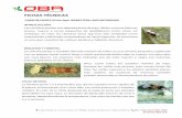 Ficha Tecnica - OBA - Orius insidiosus - Chinche pirataoba.mx/wp-content/uploads/2017/06/Ficha-Tecnica-OBA... · 2017-06-08 · pueden desarrollarse alimentándose de polen. CICLO