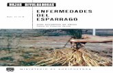 ENFERMEDADES DEL · 2006-10-25 · ENFERMEDADES DEL ESPARRAGO La cantidad de espárragos que producen las 8.000 hectá-reas que, aproximadamente, se cultivan en España se ve mermada