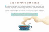 Los secretos del cacao E - OUPEonline.oupe.es/OXED/LIJ/chocolate.pdf · 2014-06-26 · Los secretos del cacao E. l chocolate, que se extrae del árbol del cacao, proviene de América.