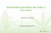 Diversidad genetica del maiz y sus usos · 2018-05-22 · Diversidad genetica del maiz y sus usos Natalia Palacios n.palacios@cgiar.org . ... fitatos, sintesis de lisina, vitamina