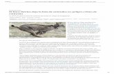 Especies en peligro: El ión | Ciencia | EL PAÍS · 2015-07-05 · 4/7/2015 Especies en peligro: El lince ibérico deja la lista de animales en peligro crítico de extinción I Ciencia