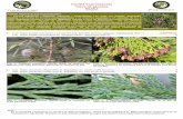 Familia Cupressaceae Clave de géneros · Familia Cupressaceae (cupresáceas): Plantas arbustivas o arbóreas, resinosas y perennifolias. Las hojas son simples, aciculares, lineares