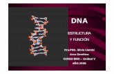 ESTRUCTURA Y FUNCIÓN · 2011-11-25 · DNA ESTRUCTURA Y FUNCIÓN Dra.PhD. Silvia Llamb ... Wilkins, Stokes y Wilson (acidos nucleicos formados por desoxipentosas) 3.- Franklin y