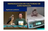 Reproducción en cautividad en aves halcones · 2013-01-08 · REPRODUCCIÓN POR INSEMINACIÓN • Ventajas • Permite producir individuos híbridos • Requiere elevada mano de