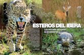 ESTEROS DEL IBERA · 2017-07-19 · ESTEROS DEL IBERA En el corazón de Corrientes se están reintroduciendo seis . especies de animales extinguidas hace más de 70 años, para lo