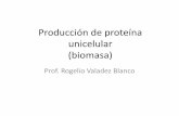 Producción de proteína unicelular (biomasa) · (biomasa) •Se pueden usar algas, hongos, levaduras y bacterias •Levadura de panadero •Producción de biomasa se usa como fuente