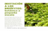 INVITACIÓN A LOS BRIÓFITOS · INVITACIÓN A LOS BRIÓFITOS: botánica a pequeña escala En el margen del camino, una extensa colonia de musgo se extiende formando una mu-llida alfombra