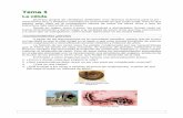 Tema 1 - EPA Villena · 2018-10-29 · Las proteínas son el componente fundamental de los seres vivos, los ladri- llos con los que se construye la vida. Están formados por la unión