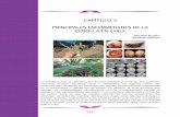 06 Cap 5 Principales enfermedades de la cebolla en Chileproyecto-cebolla.cl/wp-content/uploads/2017/05/06-Cap-5... · 2017-06-15 · La instalación de drenaje en el suelo también
