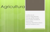 Principales productores agrícolasdepa.fquim.unam.mx/amyd/archivero/Agricultura_28880.pdf · Medidas de protección de plantas = Agricultura de alto rendimiento (importante uso de