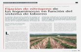Y FIJACIÓN DE HABAS Y GARBANZOS Fijación de nitrógeno de … · 2013-06-12 · en el área mediterránea, las habas han mostra-do ser altamente fijadoras de nitrógeno y tener