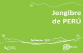 Jengibre de PERÚ - agapperu.orgº.pdf · El jengibre que se está vendiendo ahora mismo se cosechó el pasado octubre. Según los productores de Anqiu, la capital china del jengibre