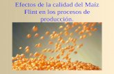 Flint en los procesos de producción....Se estima que el 25% de las cosechas a nivel mundial son afectadas anualmente MAÍZ COLORADO DURO y MAÍZ AMARILLO AFLATOXINA (B1, B2, G1 y