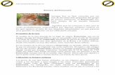 eoria demrania merania - Pomeranian´s home del pomeranian.pdf 1 eoria demrania Aunque óes áápor ser una de las razas más pequeñas del grupo de perros ááel merania era, hace