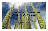 El desierto sonorense de Baja California Sonoran Desert-Spanish.pdfEl Desierto Sonorense de Baja California Debra Valov ISSI, agosto de 2015. Hoy hablamos del segundo tema en la serie