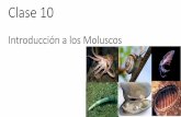 Introducción a los Moluscos - WordPress.com · A la izquierda Inoceramus sp., un bivalvo del Cretácico del Condado de Alameda, CA. A la derecha Turritella andersoni, un gasterópodo