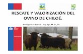 RESCATE Y VALORIZACIÓN DEL OVINO DE CHILOÉ....Antecedentes históricos • En la introducción a América, el ganado Merino no se adtódaptó add tdecuadamente y en la masifi ióificación