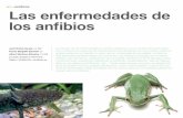 .exóticos Las enfermedades de los anﬁ biosaxonveterinaria.net/.../3/3_Enfermedades_anfibios.pdf · anﬁ bios enfermos en libertad. al igual que en la patología de los reptiles,